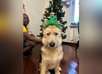 Lustige Jersey verzaubert alle