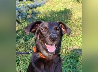 Junger lieber Roni sucht ....