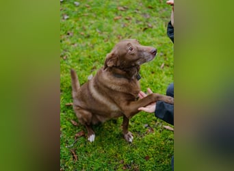 Hündin Archie sucht ein Zuhause