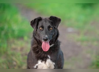 Der freundliche Jack sucht sein Körbchen