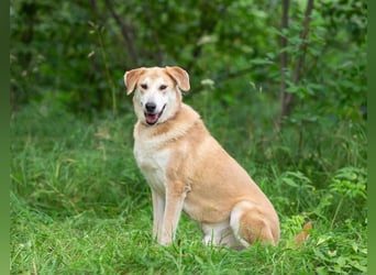 Ulan, weiches Herz wartet auf einen tollen Besitzer
