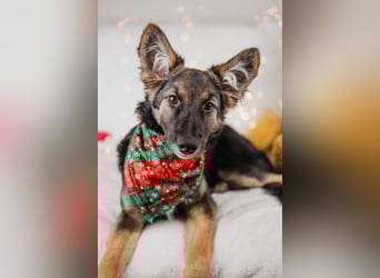 Verzaubert dich die kleine Lisa ?!