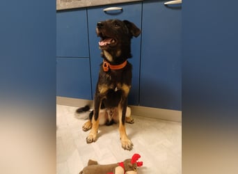 Junger lieber Roni sucht ....