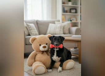 Der freundliche Jack sucht sein Körbchen