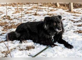 Ruhiger Brig sucht ruhige Menschen