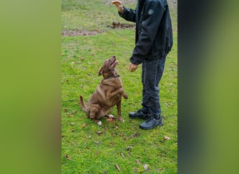 Hündin Archie sucht ein Zuhause