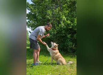 Skye treue seele sucht ....