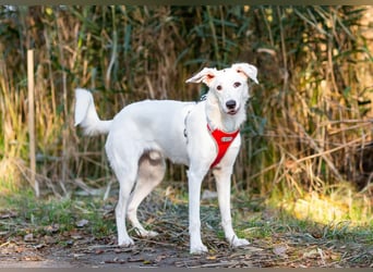 Weißer Uma sucht zu hause