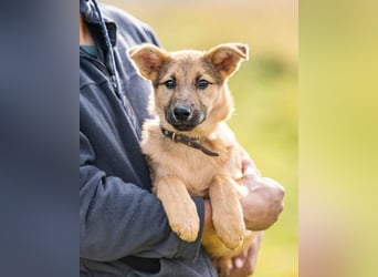 Kleiner Diesel sucht seine Menschen für immer