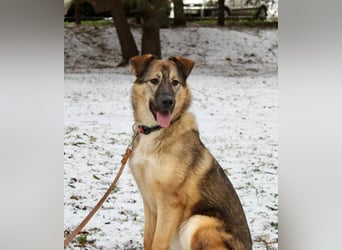 Wundervolle Lapa sucht ihre treuen Menschen