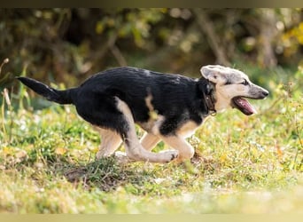 Junger Chernysh möchte die Welt Erkunden