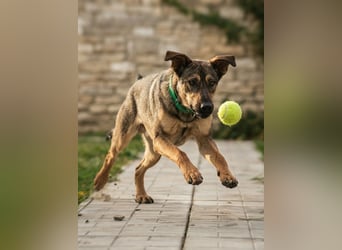 Mutiger Krosh sucht aktive Familie