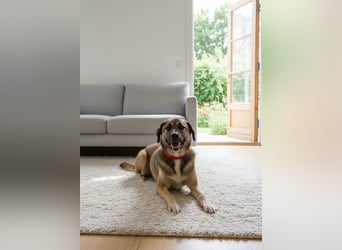 Aksi möchte ihre ganze Liebe zeigen