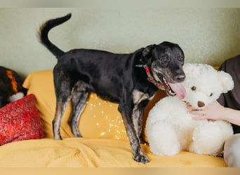 Odin sucht End platz!