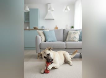 Jessie sucht ein aktives Leben