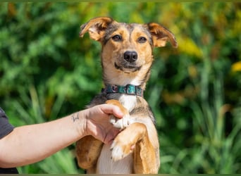 Liebevolle Betty sucht Zuhause