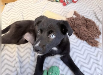 Naira – kleine Entdeckerin auf der Suche nach ihrem Für-immer-Zuhause ❤️