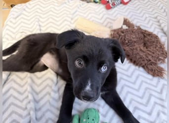 Naira – kleine Entdeckerin auf der Suche nach ihrem Für-immer-Zuhause ❤️