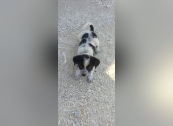 Kleiner Logan sucht sein Für-immer-Zuhause -❤