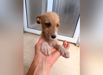 Scruffy – kleiner Welpe sucht ein liebevolles Zuhause ❤