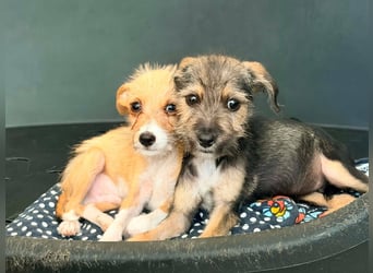 Scruffy – kleiner Welpe sucht ein liebevolles Zuhause ❤