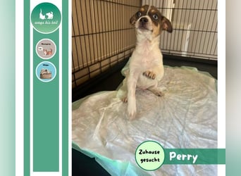 Perry auf der Suche nach seinem Glück ❤