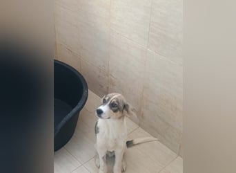 Liron – kleiner Schatz auf Familiensuche ❤