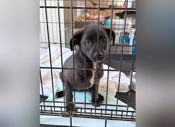 Remo – kleiner Schatz sucht ein sicheres Zuhause ❤
