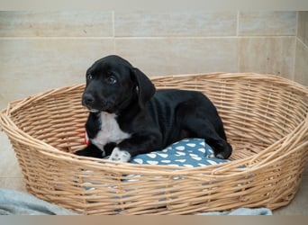 Kleiner Chess – mutig, sozial & voller Herz ❤️