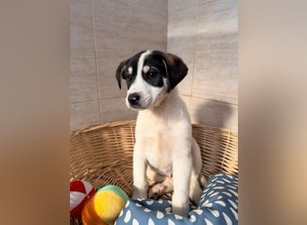 Kleiner Ivo sucht liebevolles Zuhause❤️