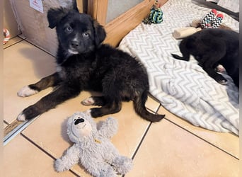 Akela – sanfter kleiner Wolf auf der Suche nach seinem Glück ❤️