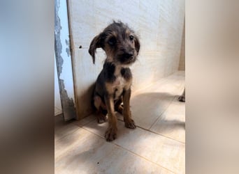 Scottie auf der Suche nach seinem großen Glück ❤