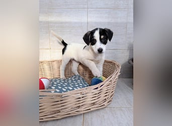 Iliana - kleine Herzenshündin sucht ihr Zuhause❤️