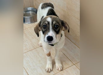 Kleine Lani sucht ihr Zuhause ❤