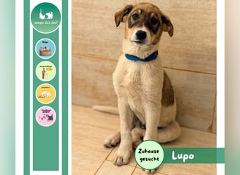 Kleiner Lupo möchte endlich ankommen ❤