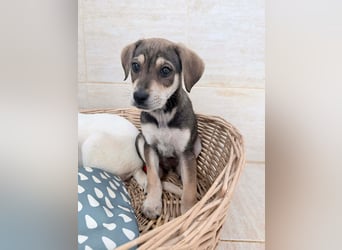 Iggy – kleines Wunder sucht großes Glück❤️