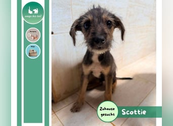 Scottie auf der Suche nach seinem großen Glück ❤