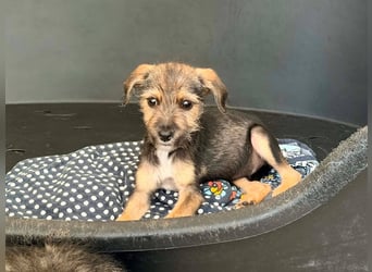 Scottie auf der Suche nach seinem großen Glück ❤