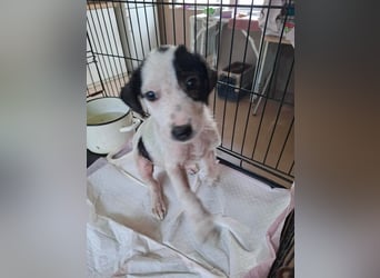Die kleine Inara sucht ihr Zuhause ❤