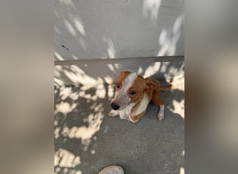 Quixi - Liebevolle Hundemama sucht ihr Zuhause ❤