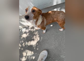 Quixi - Liebevolle Hundemama sucht ihr Zuhause ❤