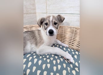 Lando sucht sein Für-immer-Zuhause ❤️