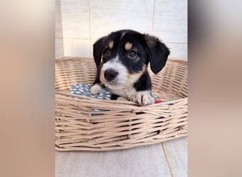 Idefix– sanfter Welpe sucht Menschen fürs Leben❤️