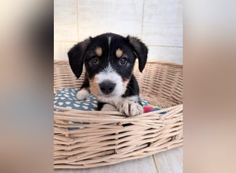 Idefix– sanfter Welpe sucht Menschen fürs Leben❤️