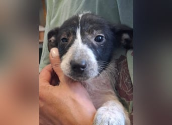 Queenie - auf der Suche nach ihrem Glück ❤