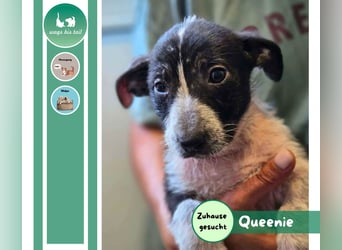 Queenie - auf der Suche nach ihrem Glück ❤