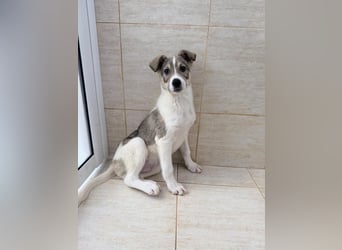 Lando sucht sein Für-immer-Zuhause ❤️