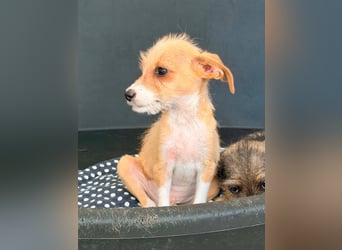 Scruffy – kleiner Welpe sucht ein liebevolles Zuhause ❤