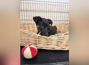 Mojo sucht sein Glück ❤️