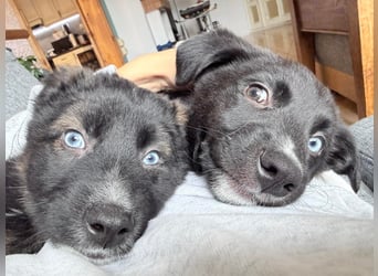 Akela – sanfter kleiner Wolf auf der Suche nach seinem Glück ❤️